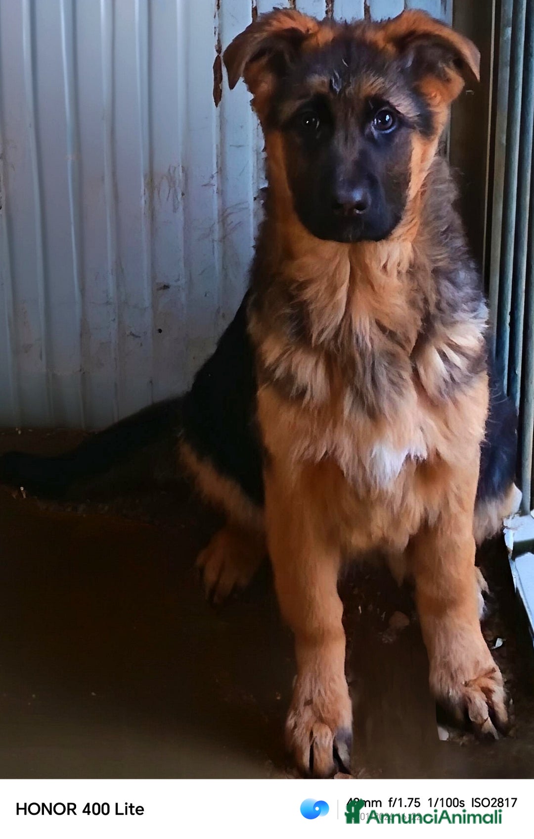 Pastore Tedesco cani in vendita: Cucciole femmine di pastore tedesco  - Annuncio 3