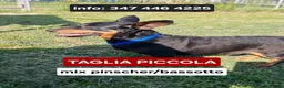Meticcio cani in regalo: SNOOPY 💙 taglia piccola, mix pinscher-bassotto. a Provincia di Pavia - Annuncio 1
