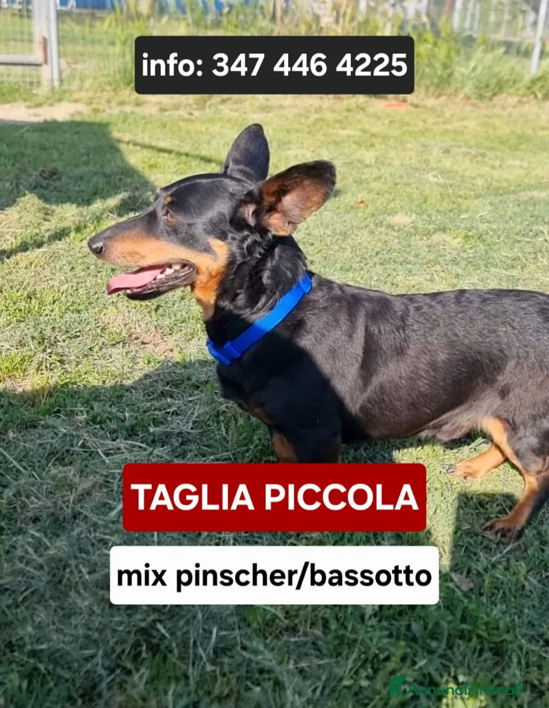 Meticcio cani in regalo: SNOOPY 💙 taglia piccola, mix pinscher-bassotto. a Provincia di Pavia - Annuncio 1