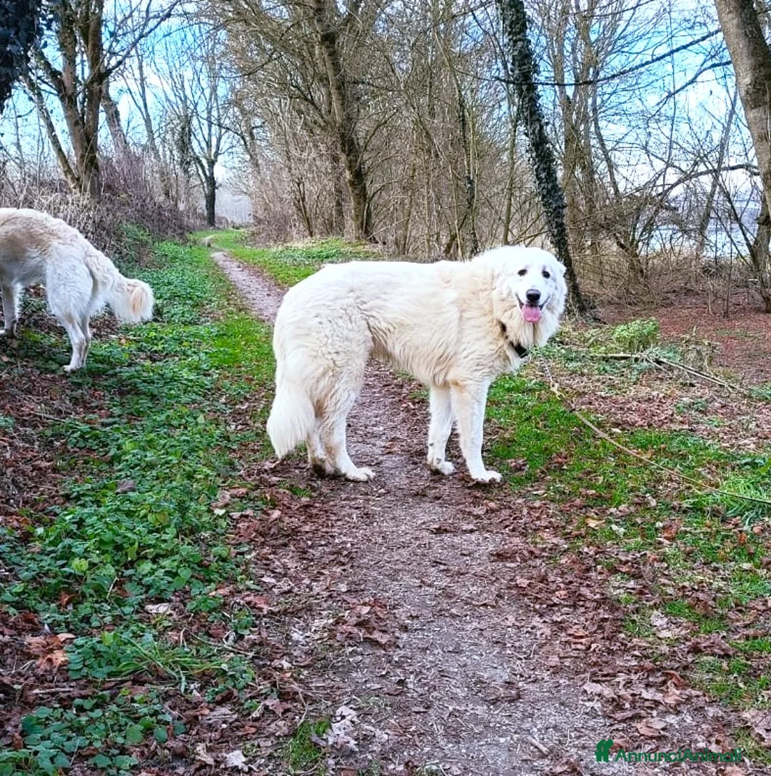 Cane da Montagna dei Pirenei cani in regalo: Cucciolone Patou raggio di luna: candido e buono - Annuncio 13