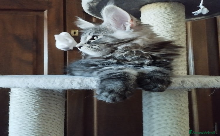 Maine Coon gatti a Provincia di Reggio Emilia - Annuncio 7