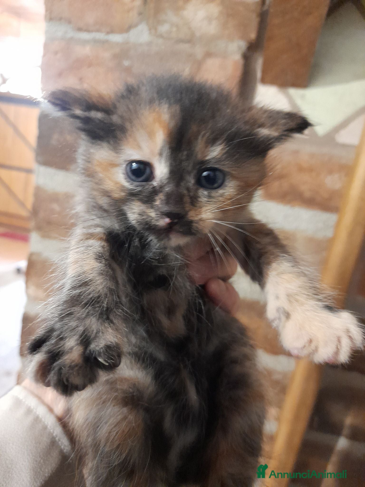 Meticcio gatti Micetta tricolore cerca famiglia di veri gattari! - Annuncio 2
