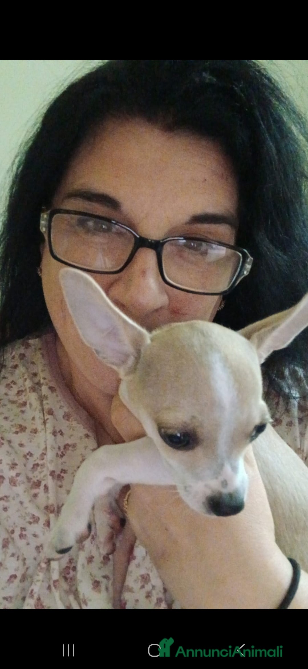 Chihuahua cani in vendita: Cuccioli chihuahua - Annuncio 14