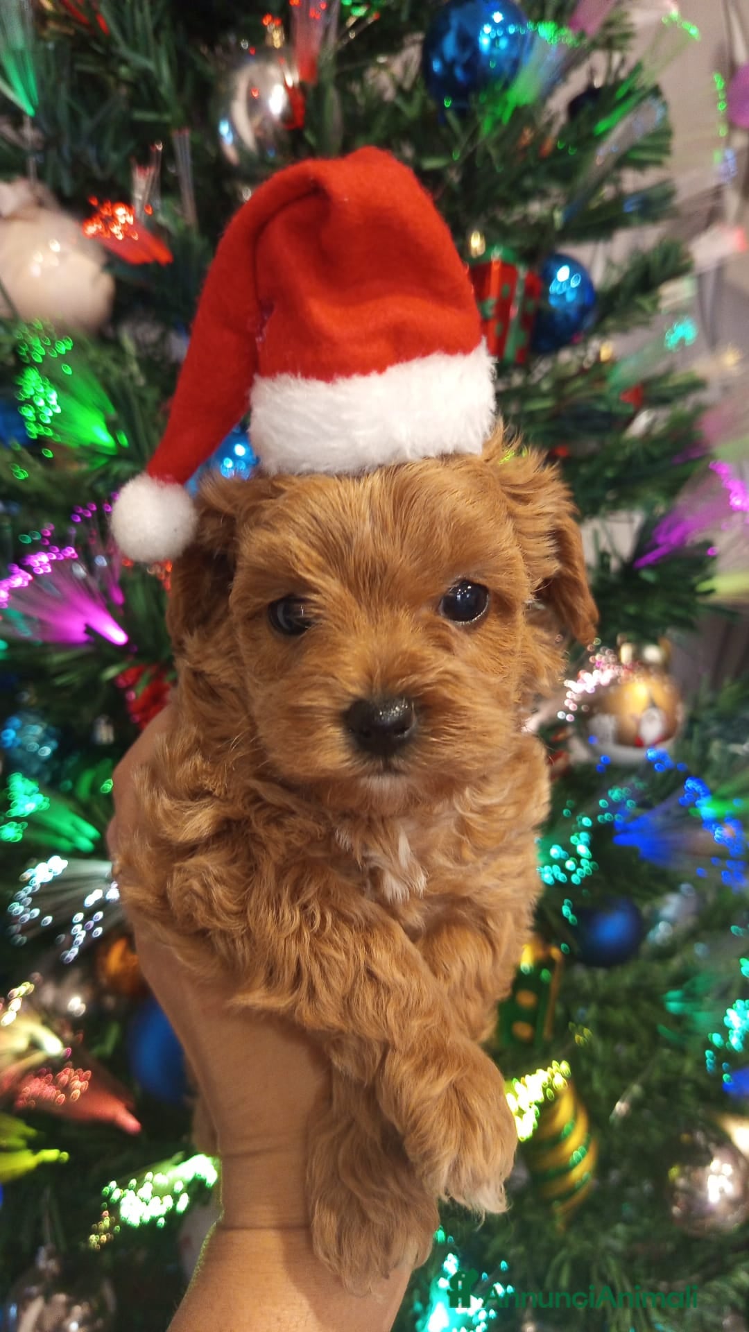 Meticcio cani Cuccioli di Maltipoo toy, disponibili da metà mese - Annuncio 1