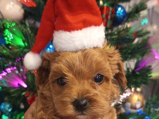 Meticcio cani in vendita: Cuccioli di Maltipoo toy, disponibili da metà mese - Annuncio 3