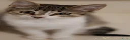 Altre razze gatti in regalo: Gattini - Annuncio 7