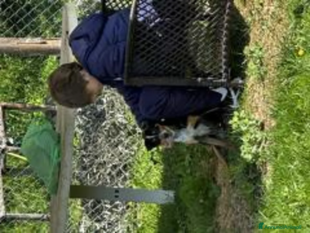 Meticcio cani in regalo: Mr Otto a Provincia di Salerno - Annuncio 4