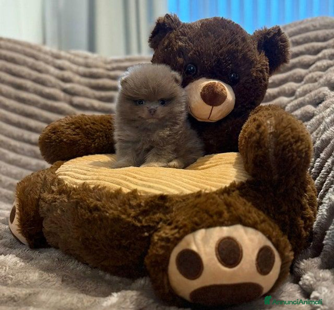 Volpino Pomerania cani in vendita: Bella ragazza pomerania lasciata - Annuncio 2