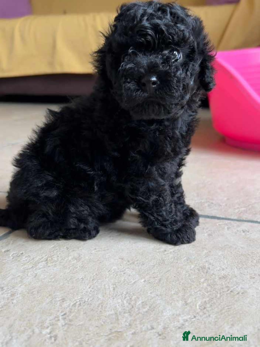 Barboncino Toy cani Barboncino Toy Nero  - Annuncio 9
