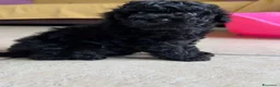 Barboncino Toy cani in vendita: Barboncino Toy Nero  - Annuncio 1