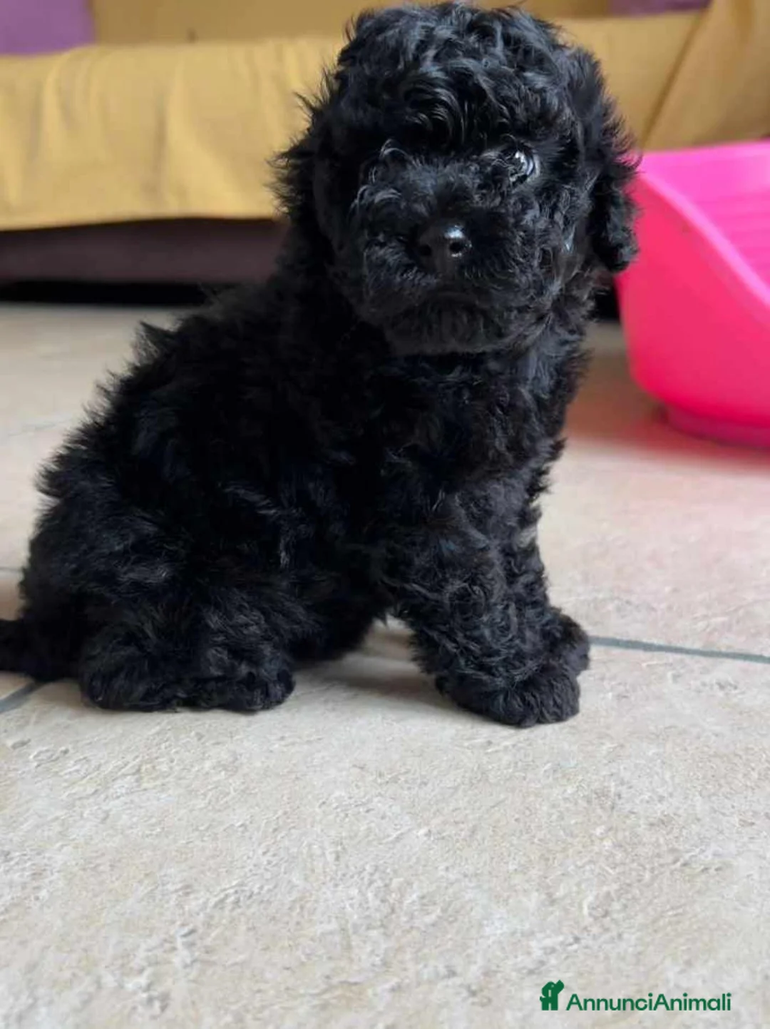 Barboncino Toy cani in vendita: Barboncino Toy Nero  - Annuncio 1