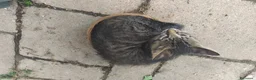Meticcio gatti in regalo: Regalo due gattini - Annuncio 3