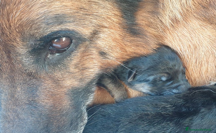 Pastore Tedesco cani a Provincia autonoma di Trento - Annuncio 5