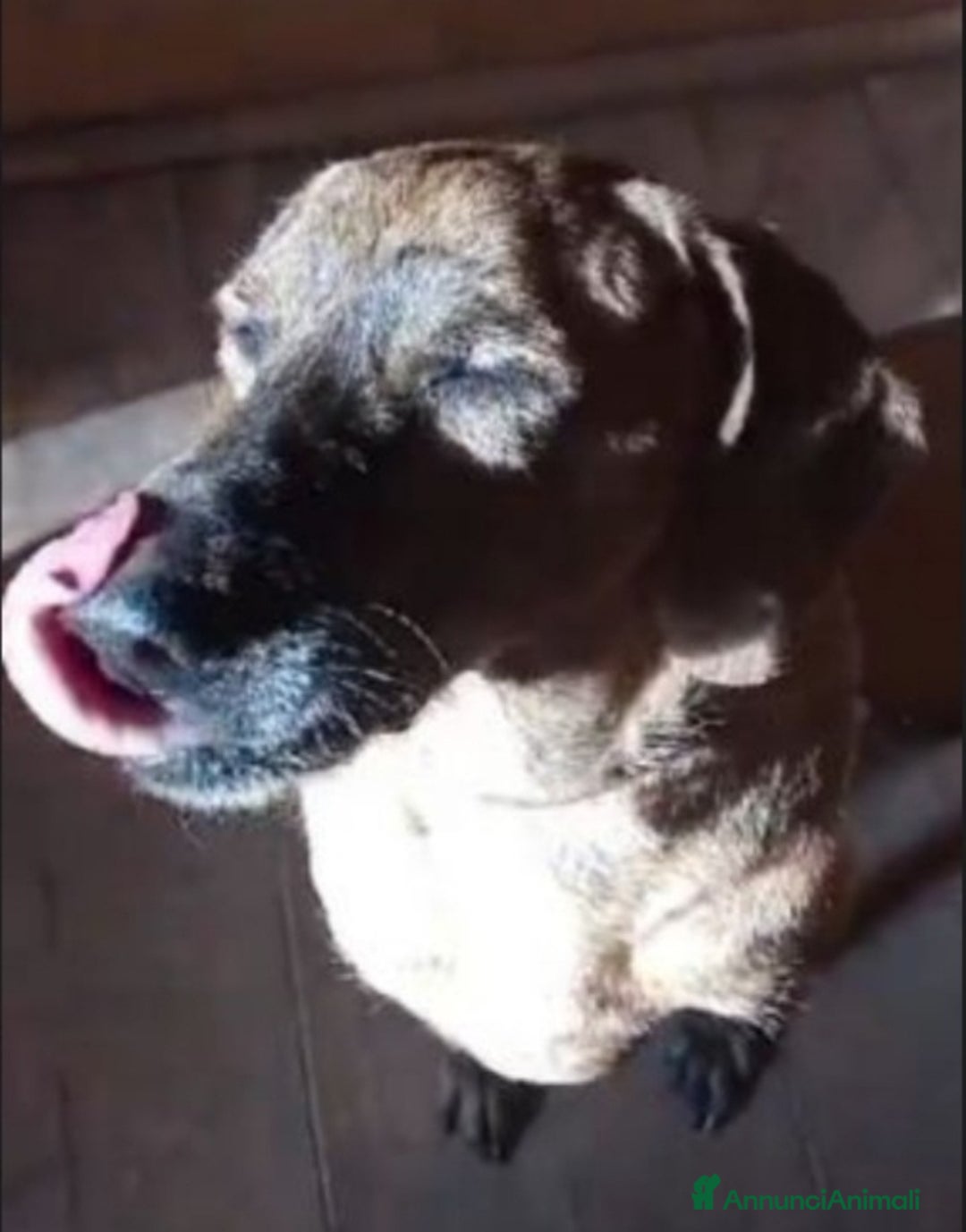 Segugio cani in regalo: Segugio adulto DIVENTATO CIECO IN CANILE!! LAZIO a Città metropolitana di Milano - Annuncio 4