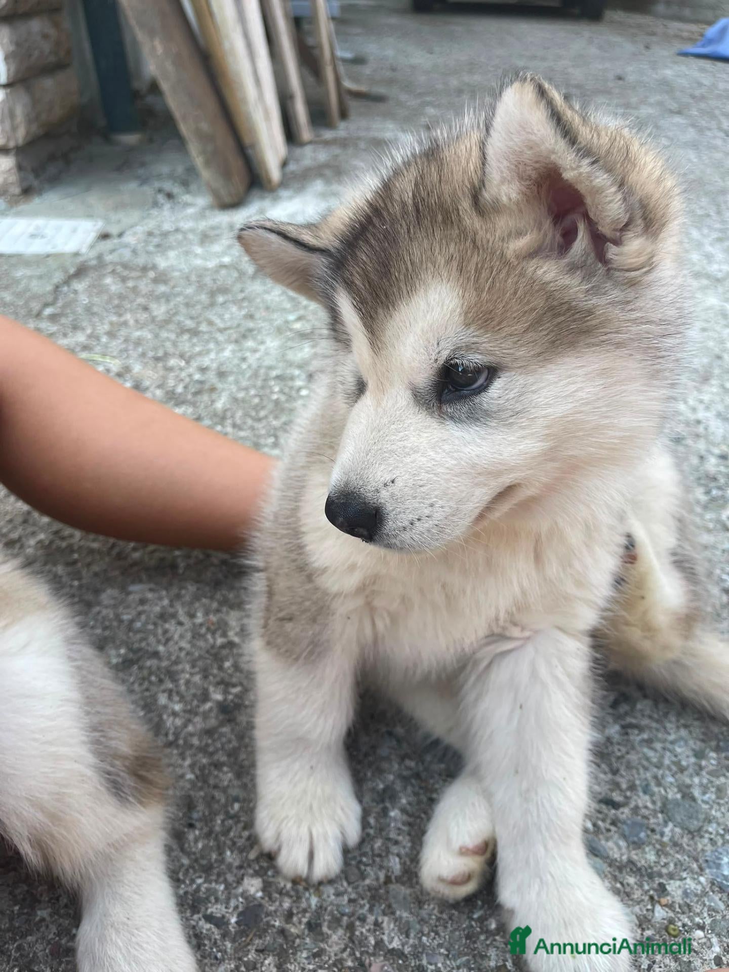 Alaskan Malamute cani cucciolata di Alaskan Malamute - Annuncio 2
