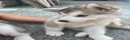 Alaskan Malamute cani in vendita: cucciolata di Alaskan Malamute - Annuncio 2