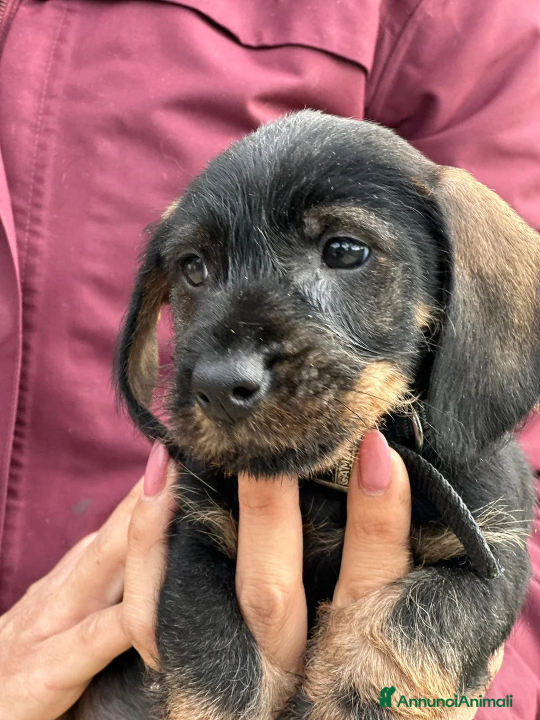 Bassotto cani in vendita: Bassotti tedeschi pelo duro  - Annuncio 7