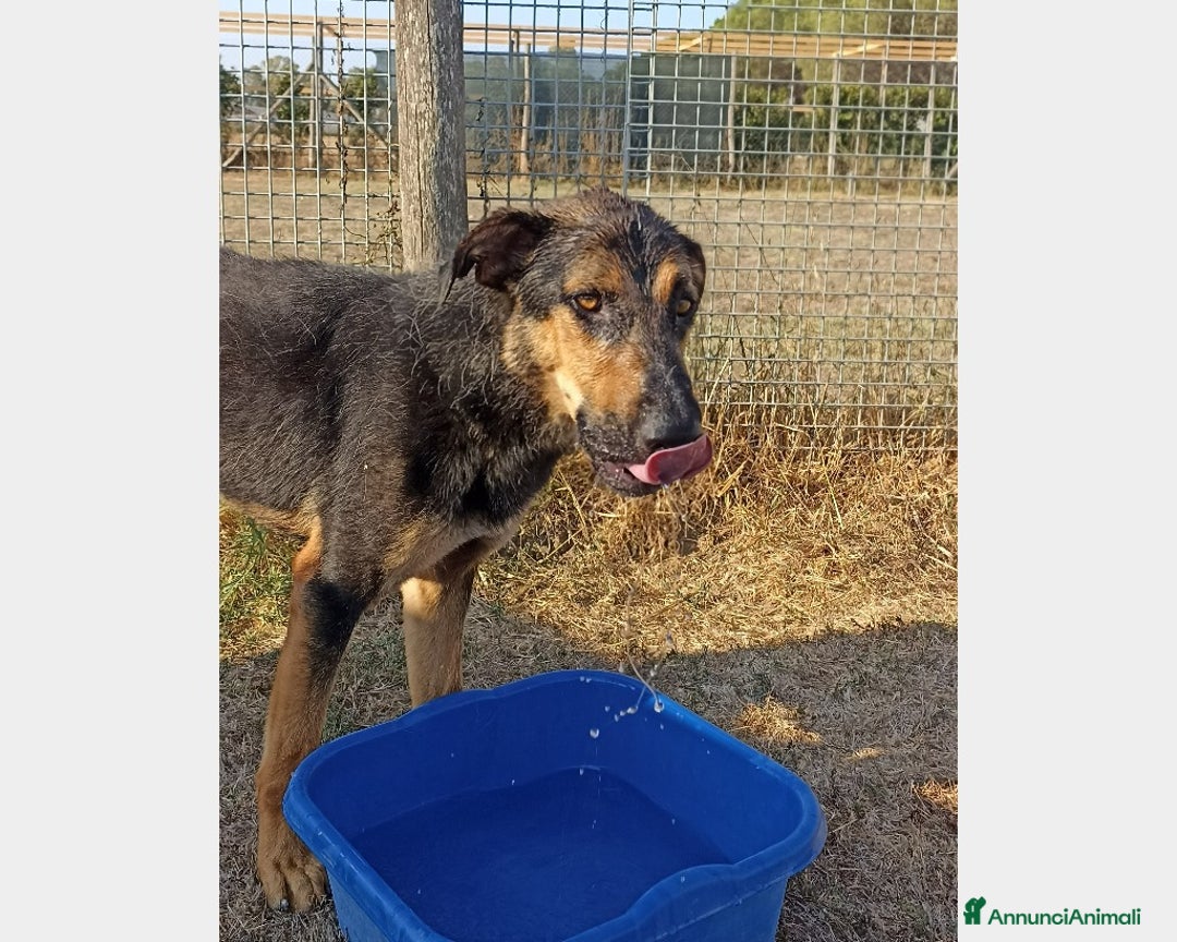Meticcio cani in regalo: Rocky, bellissimo meticcio a Latina - Annuncio 3
