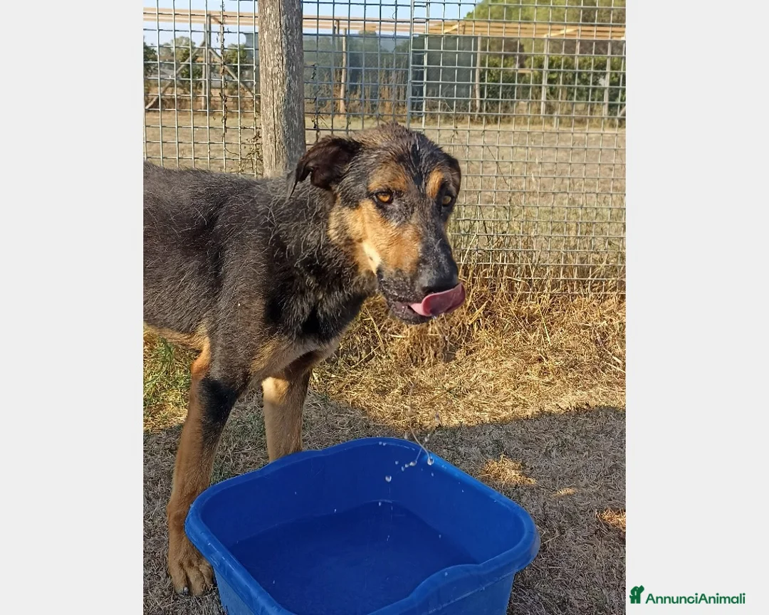 Meticcio cani in regalo: Rocky, bellissimo meticcio a Latina - Annuncio 3