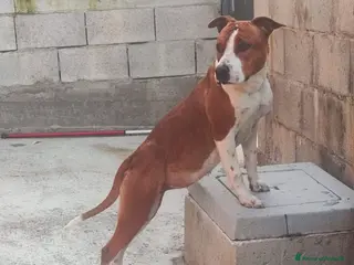 American Staffordshire cani America Staffordshire terrier - Annuncio 2