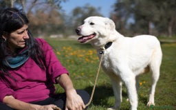 Meticcio cani in regalo: Ellen, un cane pronto a splendere a Città Metropolitana di Bari - Immagine 8