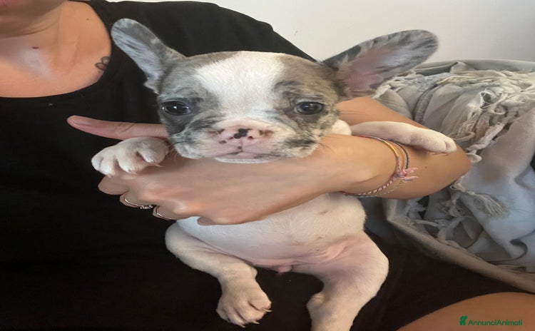 Bulldog Francese cani a Città Metropolitana di Venezia - Annuncio 1