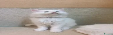 Maine Coon Gattino 1