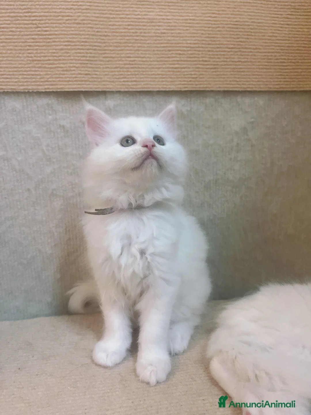 Maine Coon gatti in vendita: Gattino maine coon a Città Metropolitana di Firenze - Annuncio 5