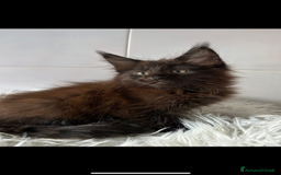 Maine Coon gatti in vendita: Maine coon a Provincia di Cremona - Immagine 3