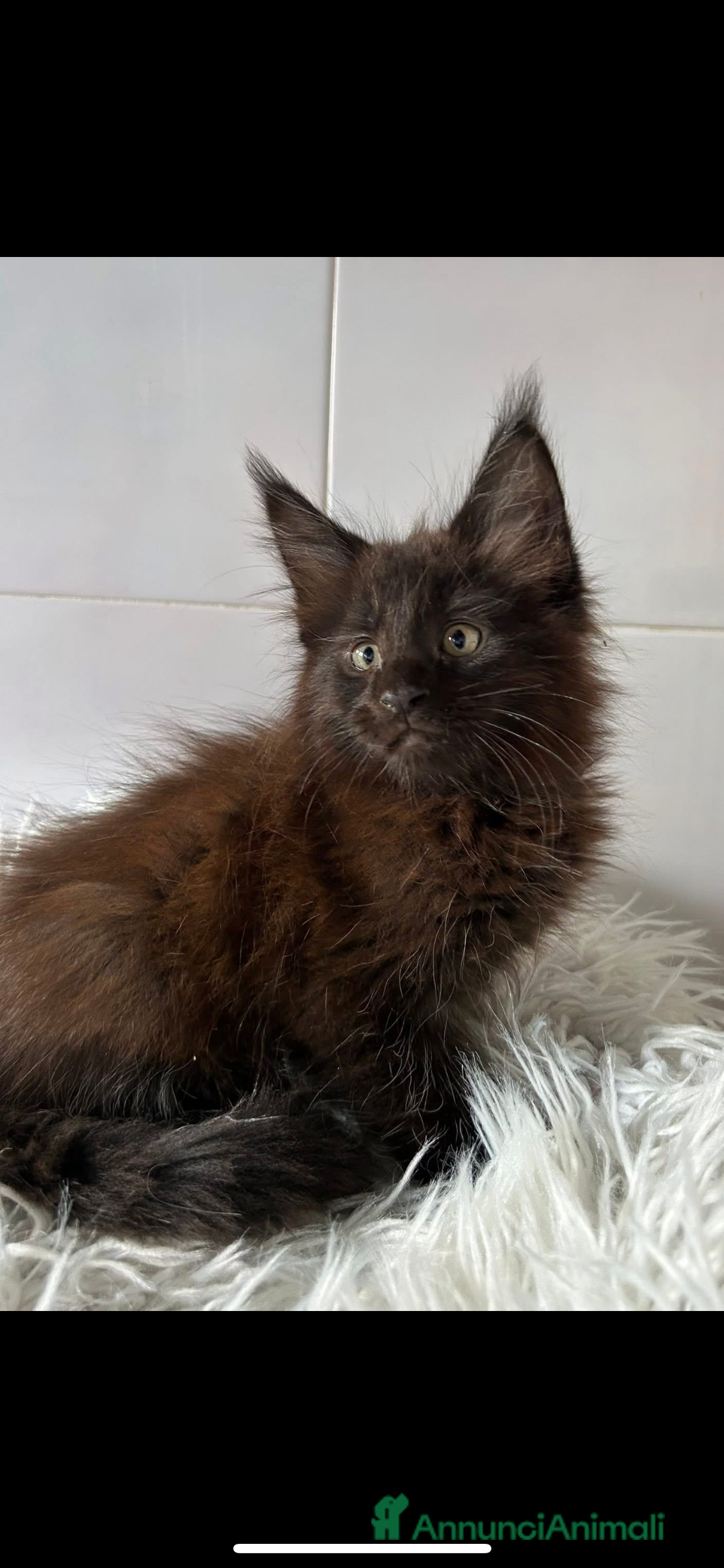 Maine Coon gatti in vendita: Maine coon a Provincia di Cremona - Immagine 3