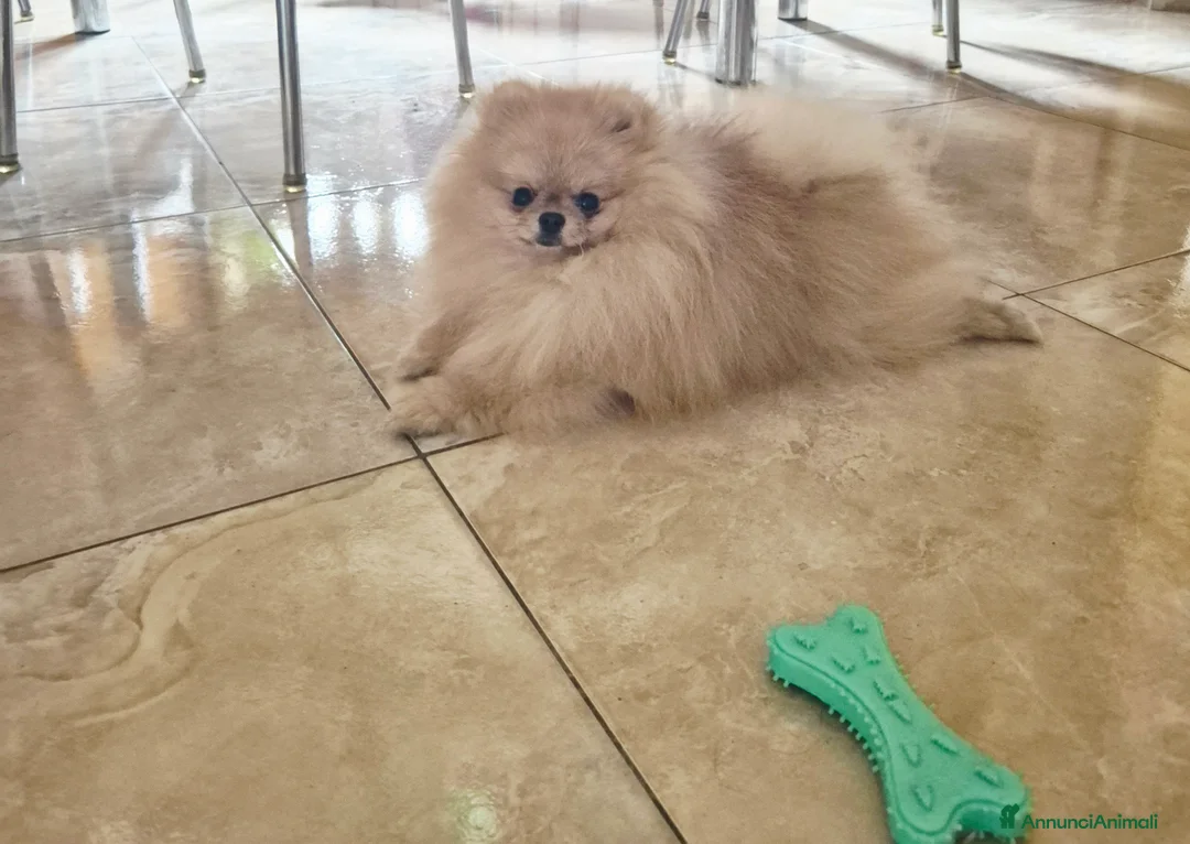 Spitz cani per accoppiamento: Spitz pomerania maschio per monta  - Annuncio 5