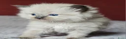Ragdoll gatti in vendita: Meravigliosa cucciolata Ragdoll  - Annuncio 3