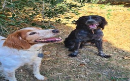 Breton cani in regalo: ETTORE & ACHILLE, fratellini BRETON! a Città Metropolitana di Firenze - Immagine 3