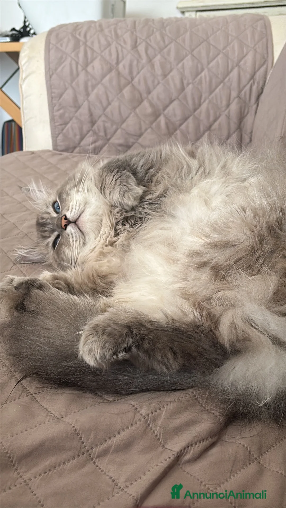 Siberiano gatti in vendita: Siberiano Neva Masquerade Blue Silver Tabby a Provincia di Reggio Emilia - Annuncio 2