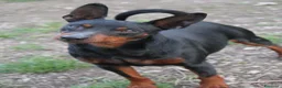 Pinscher Miniatura cani in vendita: Pinscher nano  - Annuncio 29
