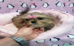 Meticcio cani in vendita: Shorkie cuccioli - Yorkshire e Shih Tzu a Province of Rovigo - Immagine 12