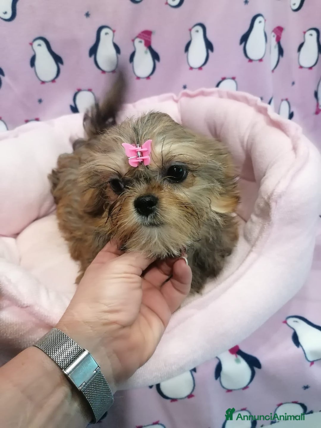 Meticcio cani in vendita: Shorkie cuccioli - Yorkshire e Shih Tzu a Province of Rovigo - Immagine 12