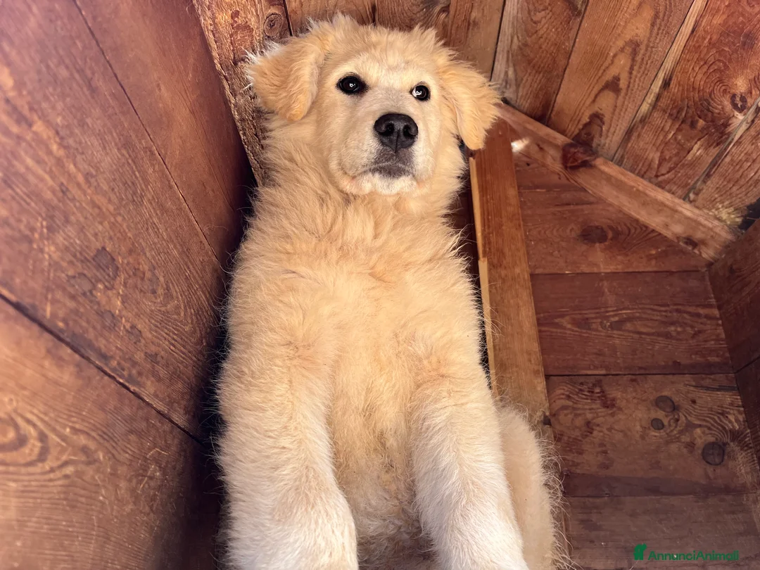 Pastore Maremmano cani in regalo: Zara cerca famiglia - Annuncio 9