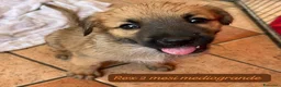 Meticcio cani in regalo: Trovatelli cercano urgentemente casa  a Provincia di Monza e della Brianza - Annuncio 7