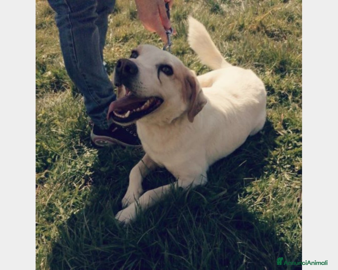 Meticcio cani in regalo: LALO, cane meticcio labrador Maschio a Latina - Annuncio 5