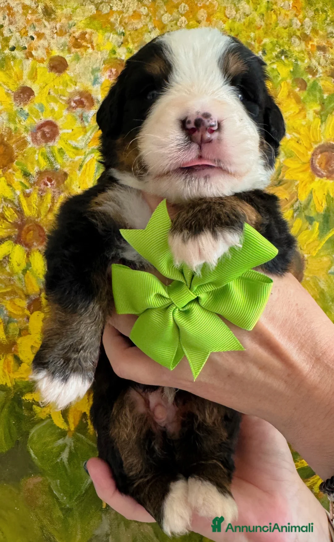 Bovaro del Bernese cani in vendita: Bovaro del Bernese Cuccioli disponibili  - Annuncio 11