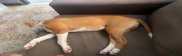 American Staffordshire cani in regalo: Regalo Turbo  - Annuncio 5