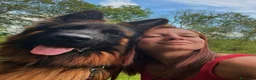 Pastore Tedesco cani in vendita: Allevamento di Terra Scura a Provincia di Salerno - Annuncio 35