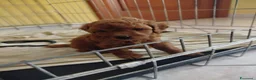 Barboncino cani in vendita: Barboncini particolar  - Annuncio 7