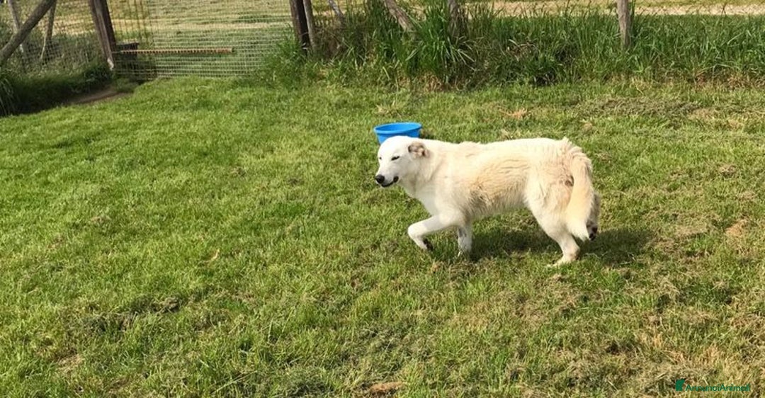 Meticcio cani in regalo: ZIGULi' cucciolone da amare per sempre a Provincia di Latina - Annuncio 7