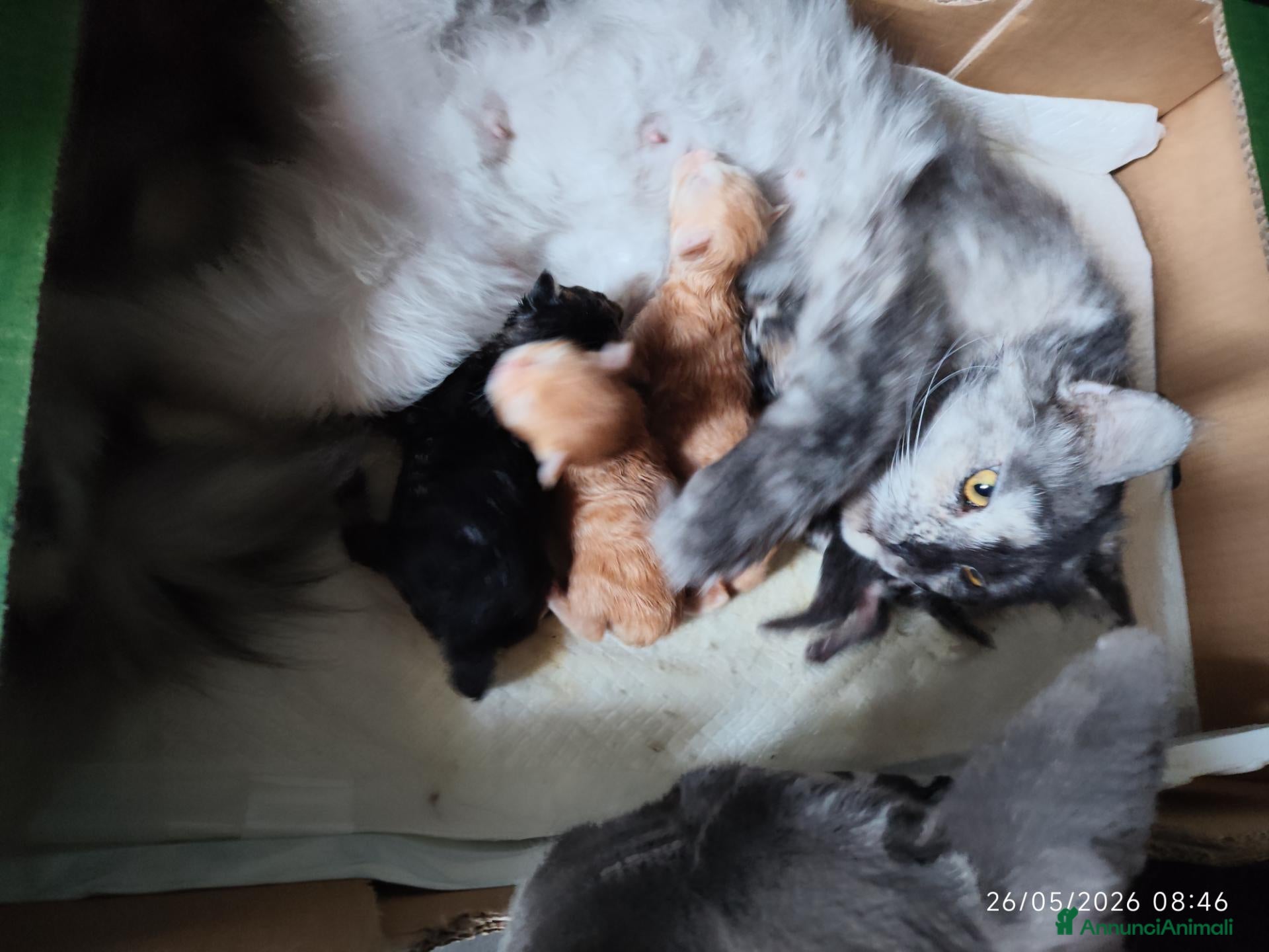 Maine Coon gatti in vendita: Dolcissimi cuccioli di Maine Coon xxl - Annuncio 1