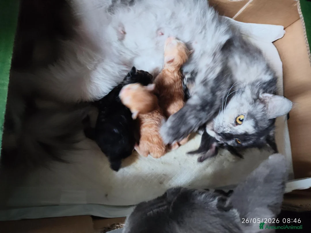 Maine Coon gatti in vendita: Dolcissimi cuccioli di Maine Coon xxl - Annuncio 1