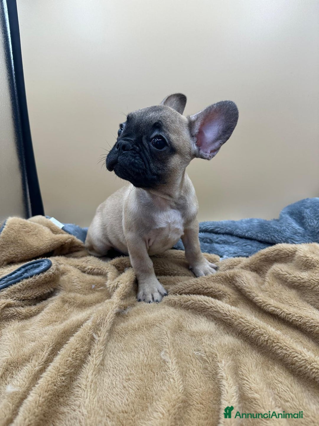 Bulldog Francese cani in vendita: Bouledogue Francese con Pedigree - Annuncio 1