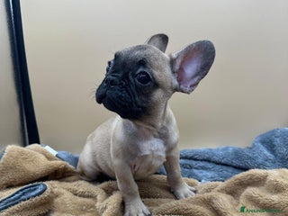 Bulldog Francese cani Bouledogue Francese con Pedigree - Annuncio 2