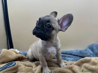Bulldog Francese cani Bouledogue Francese con Pedigree - Annuncio 2